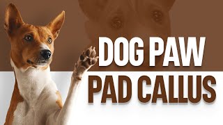 Dog Paw Pad Callus: Prevention and Removal