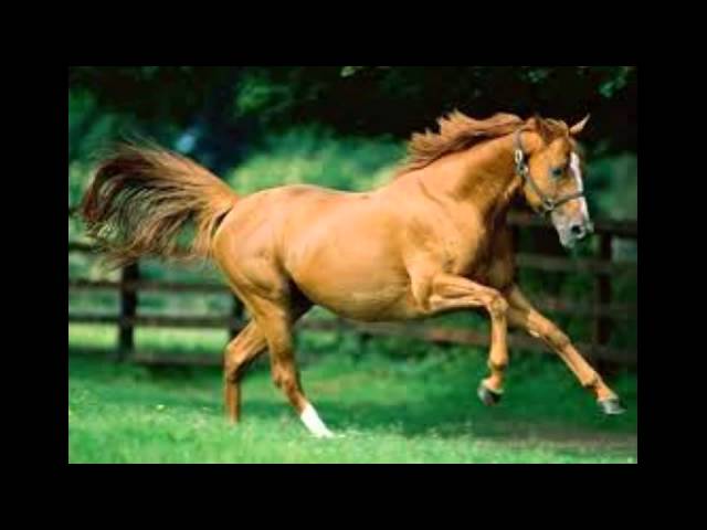 Sound Effect - Cavallo al galoppo - Gallopping Horse - Effetto Sonoro class=