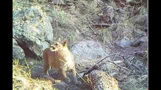 Mountain Lion Kitten