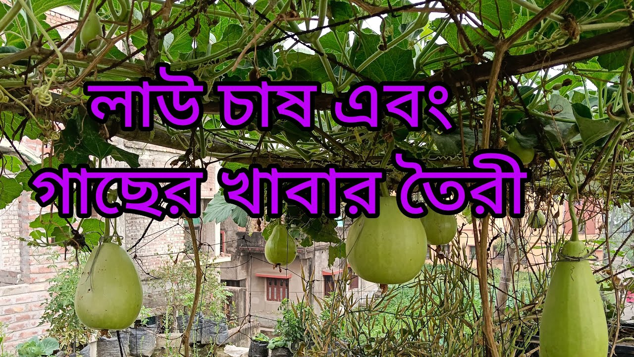 28 February 26 Update ফ্যামিলি কেয়ার ছাদ বাগান #chhadbagan #gardening #gardenlive