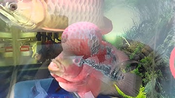 Ca  la hán.  va cá ròng