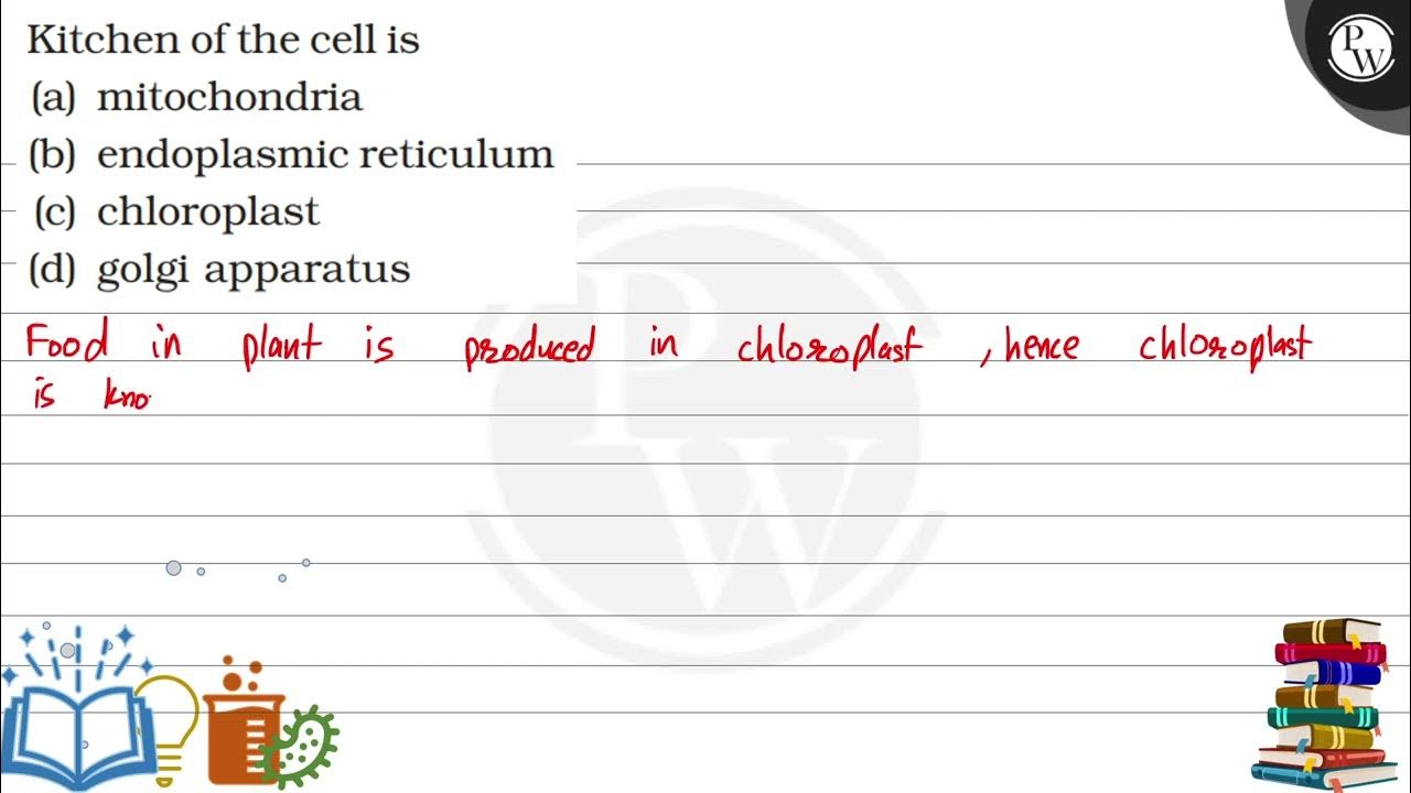 Kitchen of the cell is (a) mitochondria (b) endoplasmic reticulum