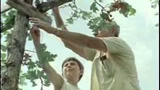 Construction of a Brush Arbor - Part 1 - Shannon County Film Digitization Project