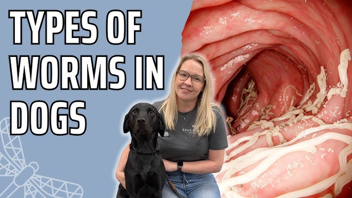 How to Know If Your Dog Has Worms: Warning Signs You Must See