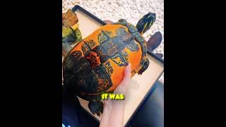 Really Wanted To Save Turtle! 🐢❤️