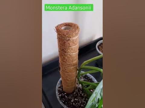 Monstera Adansonii Rankhilfe und umgetopft monstera YouTube