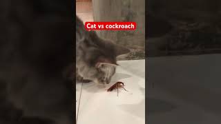 Kucing vs kecoa #kucing #celana pendek #kecoa