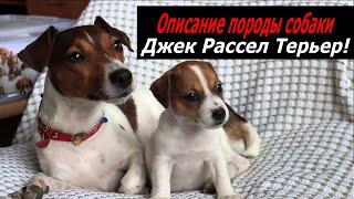 Джек Рассел Терьер описание породы собаки!