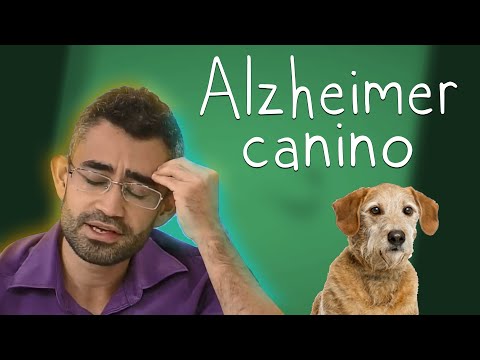 Vídeo: Disfunção cognitiva em animais de estimação