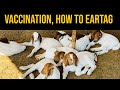 Vaccination how to ear tag kids  dosing with ovimin in goat farming