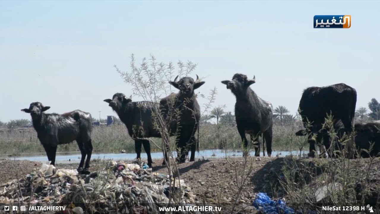 الجواميس تباغت العراقيين في شوارع صلاح الدين | تقرير