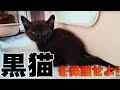 道路で車に轢かれそうな黒猫子猫を保護せよ