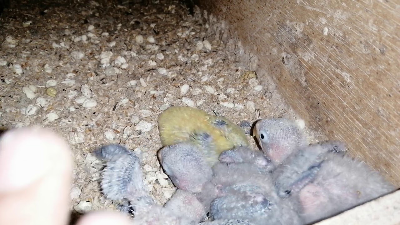 Young hungry birds inside the nest parents were finding foods to feed ...