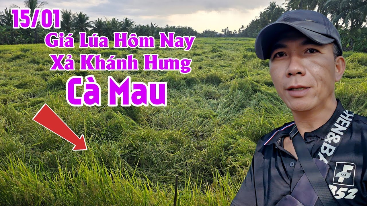 15/01 Cập Nhật Giá Lúa Tại Xả Khánh Hưng TVT Cà Mau Hôm Nay 