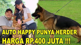 AUTO HAPPY PUNYA ANJING HERDER HARGA 400 JUTA