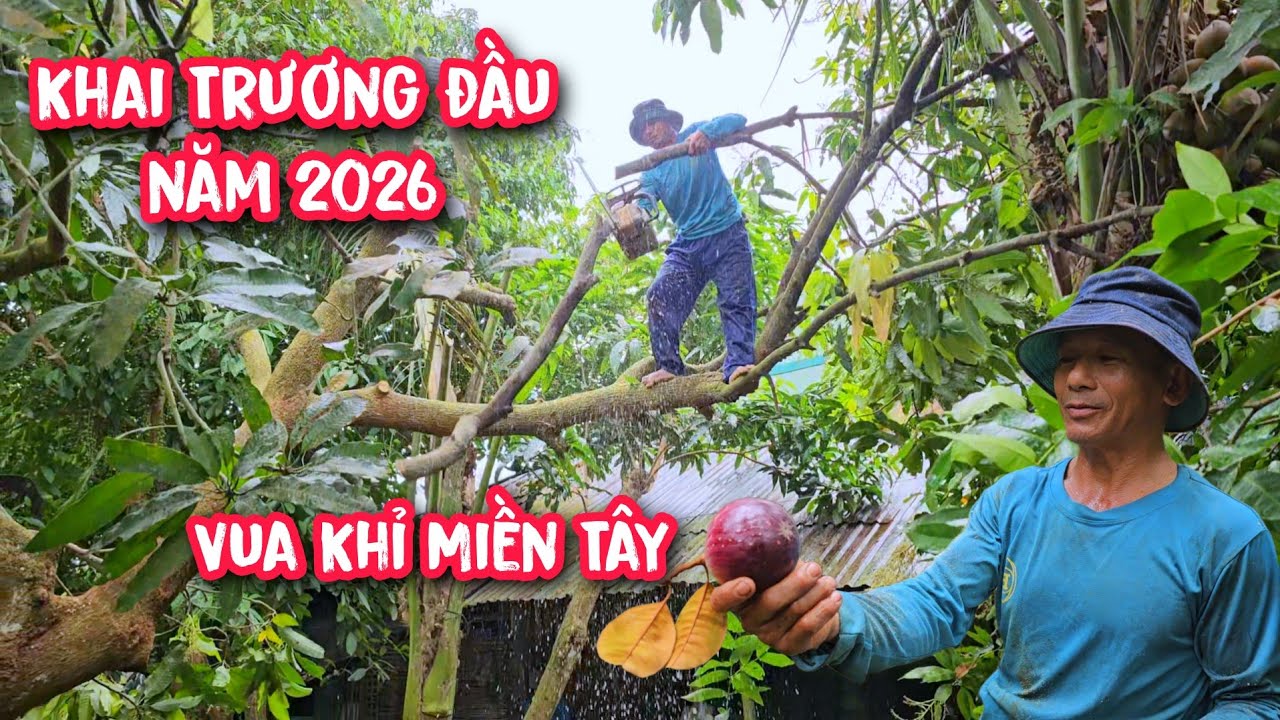 Vua Khỉ cưa Khai Trương đầu năm 2026 !!!  Mùng 10 Tết.