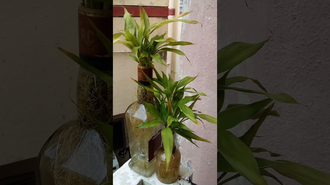 stress buster office table indoor plant