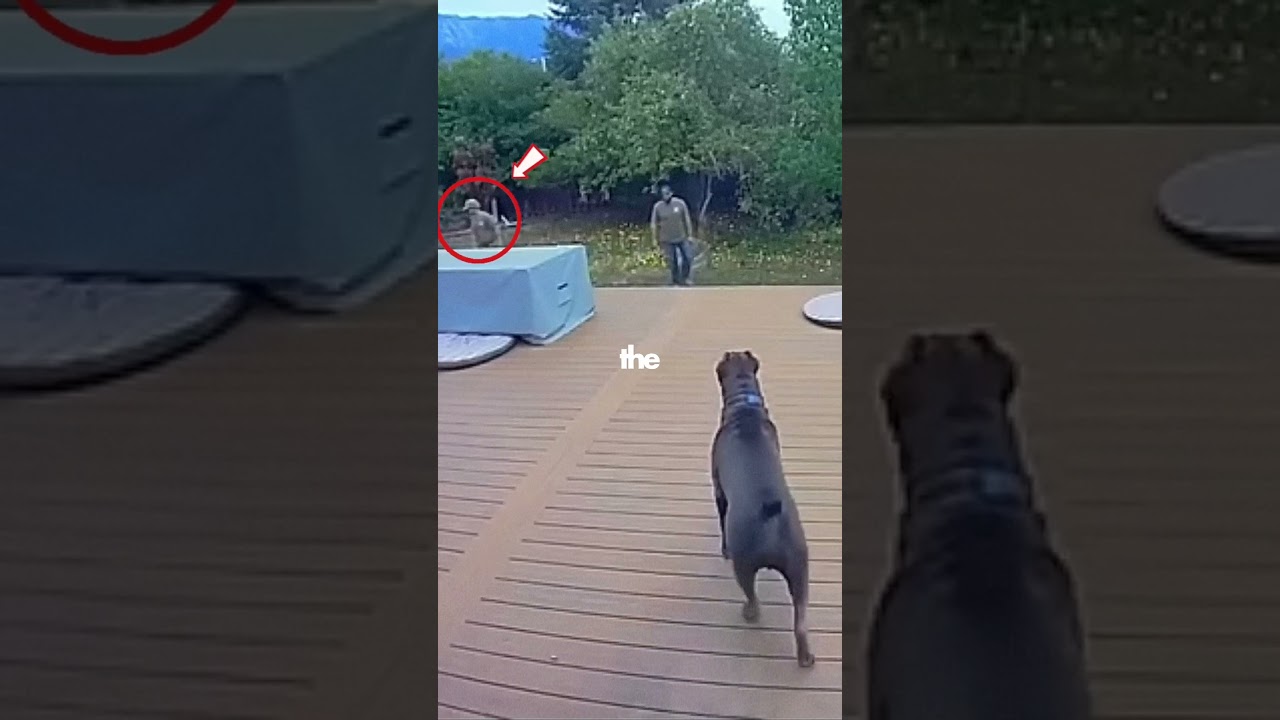 Cane Corso Proves It’s Guarding Skills! 🥶