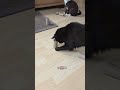 Auch ein kurzes Spiel kann ein gutes Spiel sein #katzenliebe #katzenbeschäftigung #catenrichment