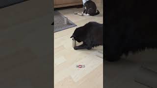 Auch ein kurzes Spiel kann ein gutes Spiel sein #katzenliebe #katzenbeschäftigung #catenrichment