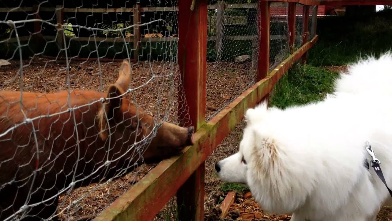 samoyed farm