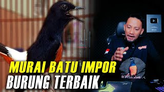 KENAPA‼️murai batu impor adalah burung terbaik