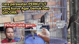 CARA Perawatan Perkutut kurus agar gemuk. Kembali Menjadi GACOR..