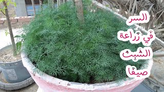 السر في زراعة الشبت صيفا  ..  الشبت نبته هامه بفوائد طبيه @green.houses