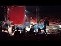 Circus black horses
