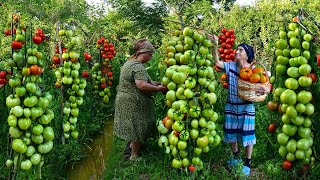 Harvesting Organic Green Tomato and Making Pickling for Winter Preserves