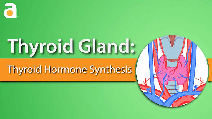 Thyroid Gland: Thyroid Hormone Synthesis - DayDayNews