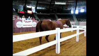 Embryo Mare - Zippos Mr Good Bar x Vitalism