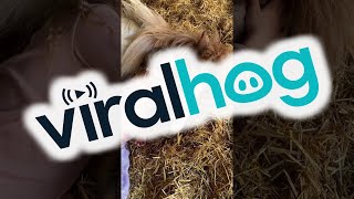 Girl and Horse Take an Adorable Nap Together || ViralHog