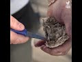 Comment ouvrir des huitres ?