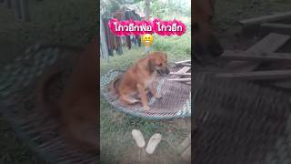 พี่แดงชอบนอนเปล😁 #lovelydog #dog #pets #คลายเครียด #ชีวิตบ้านๆ #ความสุข #smartdog #shorts #แสนรู้