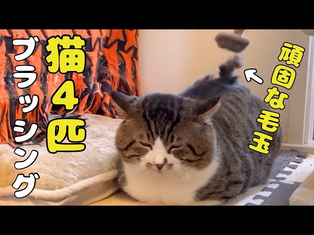 失敗される猫 mqdefault.jpg