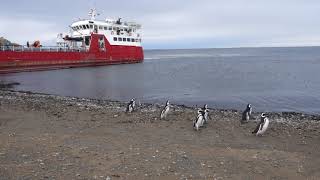 Penguin&#39;s in Argentina 2015