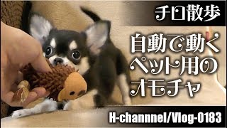 【チロ散歩】おすすめペット用オモチャ-vlog0183