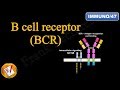 B cell Receptor (BCR) (FL-Immuno/47)