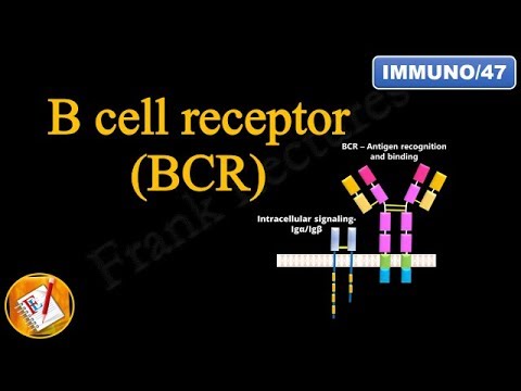Video: Praktische Richtlijnen Voor B-celreceptorrepertoire-sequentieanalyse