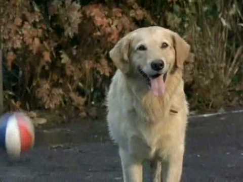 Air Bud - golden retriever plays basketball