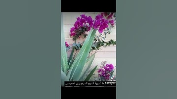سورة الشرح تلاوةخاشعة الشيخ ريان المحيسني