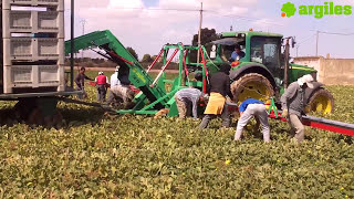 ARGILES modelo FH-T1 para la recolección de Hortalizas y Frutas