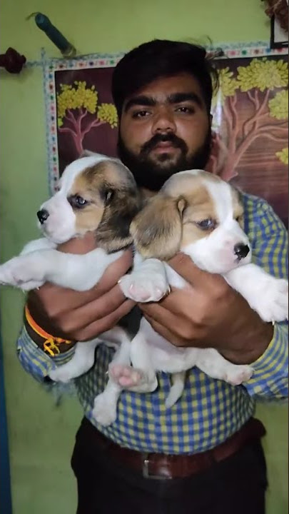 patel dog,s worl,d betul MP. beagle Puppie available  direct contact मनीष भाई पटेल 8770780160.