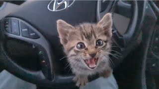 Abandoned kitten blocked my car and asked me for help.