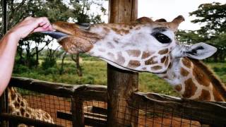 Animal Adventure Park Giraffe Cam