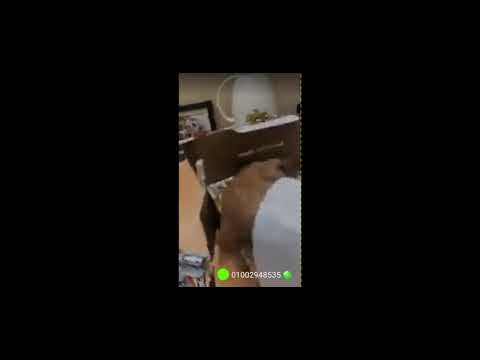 طابعة الملصقات  110  01002948535
