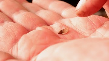 Growing Bonsai From Seeds, Part 2, Planting, Oct 2017