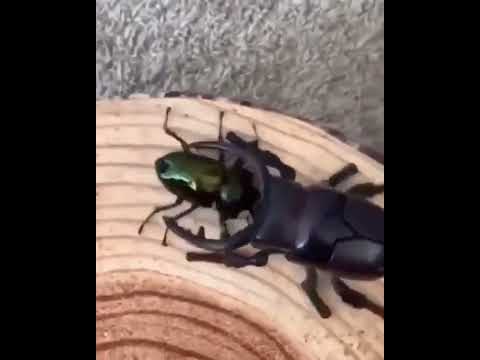 Robot böcekle, gerçek böceğin savaşı
