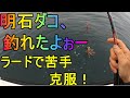 明石ダコを釣る